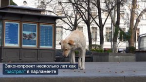 Бездомные собаки и кошки в Грузии