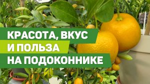 Особенности выращивания цитрусовых в домашних условиях. Плоды будут круглый год!