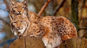 Sigur Rós. Hoppípolla (Instrumental)