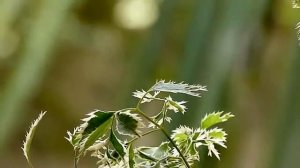 FZ45 pan zoom