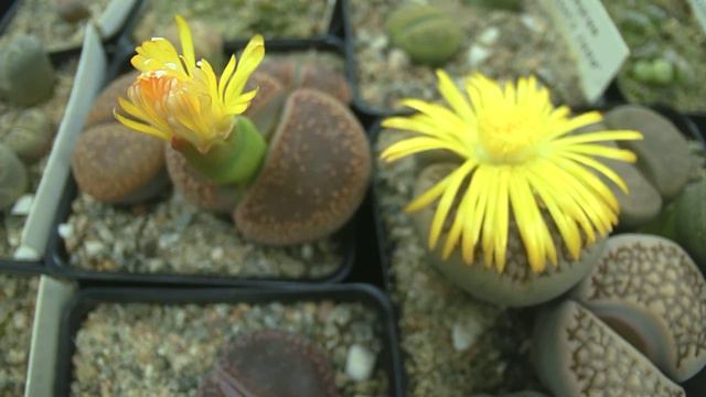 Lithops Living Stones Flower Time Lapse смотреть онлайн