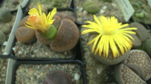 Lithops Living Stones Flower Time Lapse