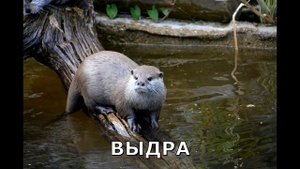 РАЗВИВАЮЩИЕ КАРТИНКИ " ЛЕСНЫЕ ЖИВОТНЫЕ И ПТИЦЫ".УЧИМ ЛЕСНЫХ ЖИВОТНЫХ... "Forest Animals" ...