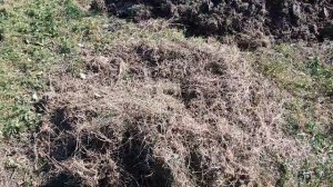 Пырей ползучий сорняк. Первые попытки избавиться от пырея