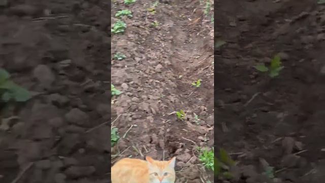 Незваный гость 😻 #коты #собака смотреть онлайн