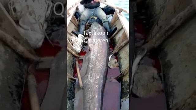 ЖАЙЫН УСЛАПТЫ ТАХТАКОПИРДЕН. ЕСКИ ВИДЕО БОЛСА КЕРЕК.