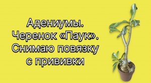 Этот, замечательный во всех отношениях, черенок «Паук». Снимаю повязку с прививки. 2 апреля 2014 г.