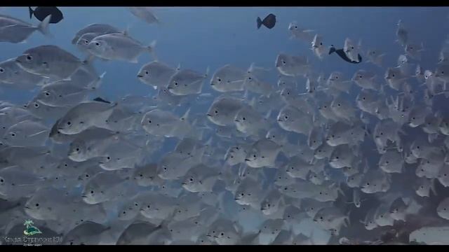 Federated States Of Micronesia (4 States). Федеративные штаты Микронезии (4 штата). Music Video.