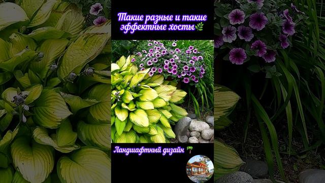 Такие разные и такие эффективные хосты 🌴