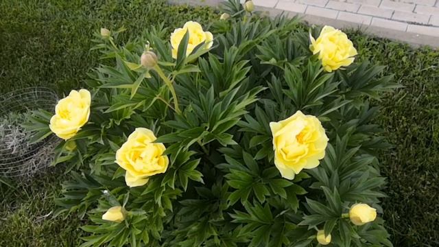 Пион Бартзелла, второй сезон после посадки смотреть онлайн