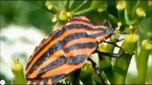 Щитник линейчатый в парке