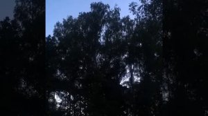 Голос птенцов ушастой совы.
