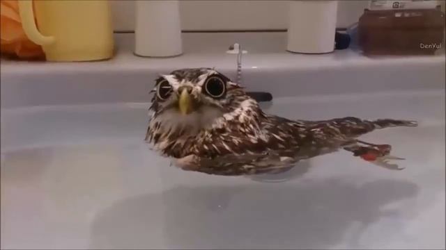 Смешные животные | Рокки Ящерица смотреть онлайн