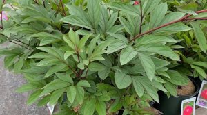 Paeonia 'Victoire de la Marne' (Peony) // Long-lasting GORGEOUS, Fully Double Flowers, Strong Stems