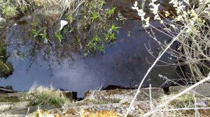 Змеи просыпаются после зимней спячки и выползают погреться на солнышке
