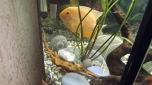 Декорирование цихлидника.