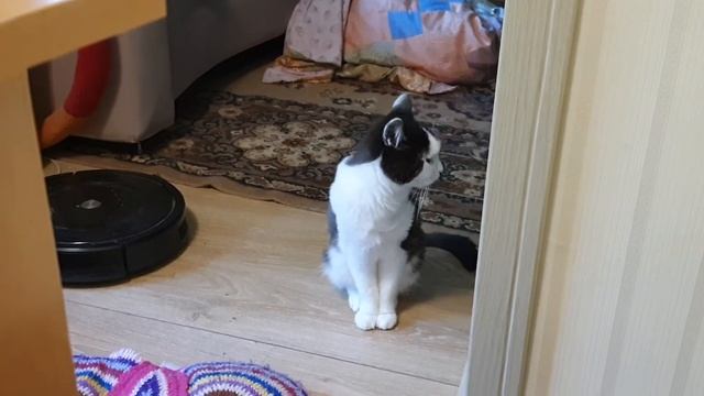 Кот боится чудовища из унитаза и не хочет в туалет один смотреть онлайн