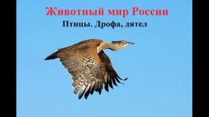 Птицы. Дрофа, дятел