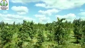 Липа 2-3 метра из питомника саженцев. Продажа, доставка, посадка и гарантия на деревья.