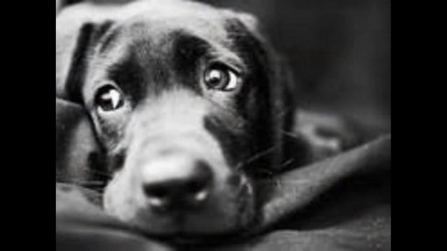 МЫ В ОТВЕТЕ ЗА ТЕХ смотреть онлайн