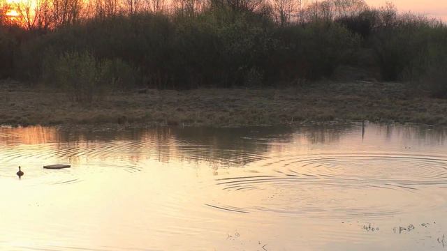 Весенняя охота на селезня с подсадной уткой.17. смотреть онлайн