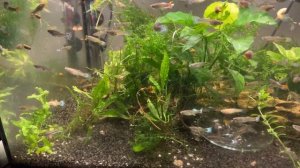 Очень много гуппи в аквариуме