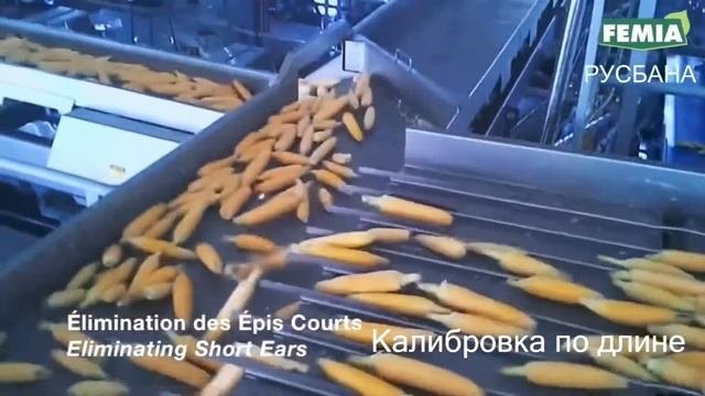 Линия подготовки кукурузы к заморозке или консервированию