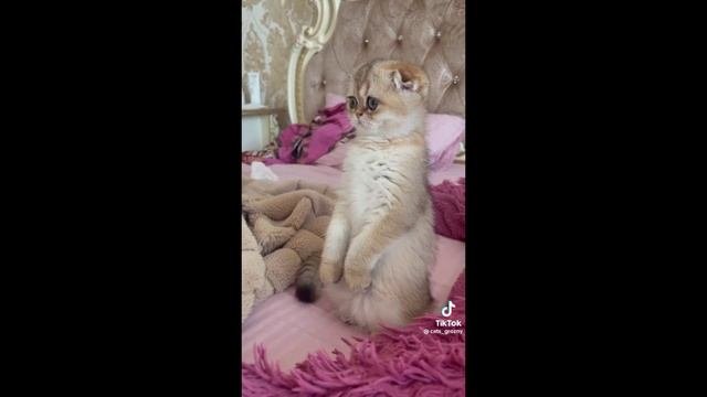 Пограничник