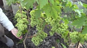 Виноградник в Мордовии_ Дубовский розовый, Валек, Сенатор Бурдака, Ландыш на 20 августа 2020г