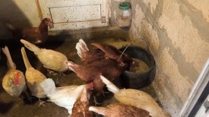 Отопление курятника ИНФРАКРАСНОЙ ЛАМПОЙ в сильные морозы