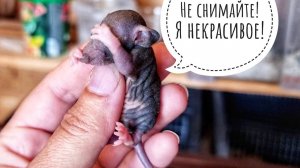 Совы, это не ваша еда - это мышечная масса! Или крышечная?