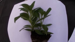 ГОТОВИМСЯ К ЗИМЕ.КАК РАССЧИТАТЬ КОЛИЧЕСТВО ЧЕРЕНКОВ АМПЕЛЬНЫХ ПЕТУНИЙ?ЧАСТЬ 2