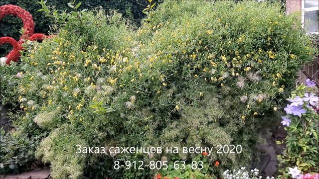 Что посадить, что бы закрыть забор? КНЯЖИК!!! смотреть онлайн