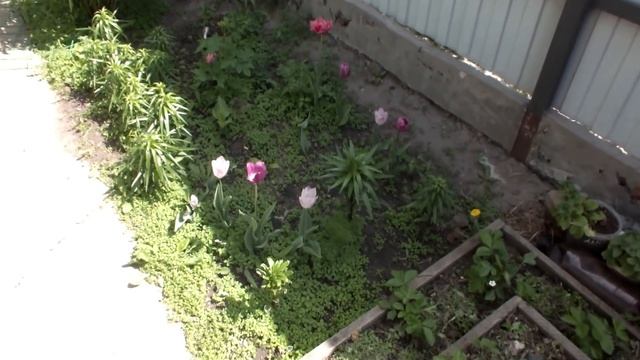 Обзор моей придомовой территории на 05 июня смотреть онлайн