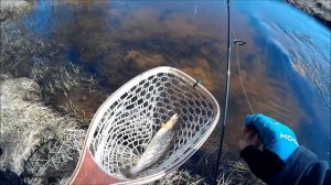 Ловля дикой ручьевой форели на резиновые приманки.