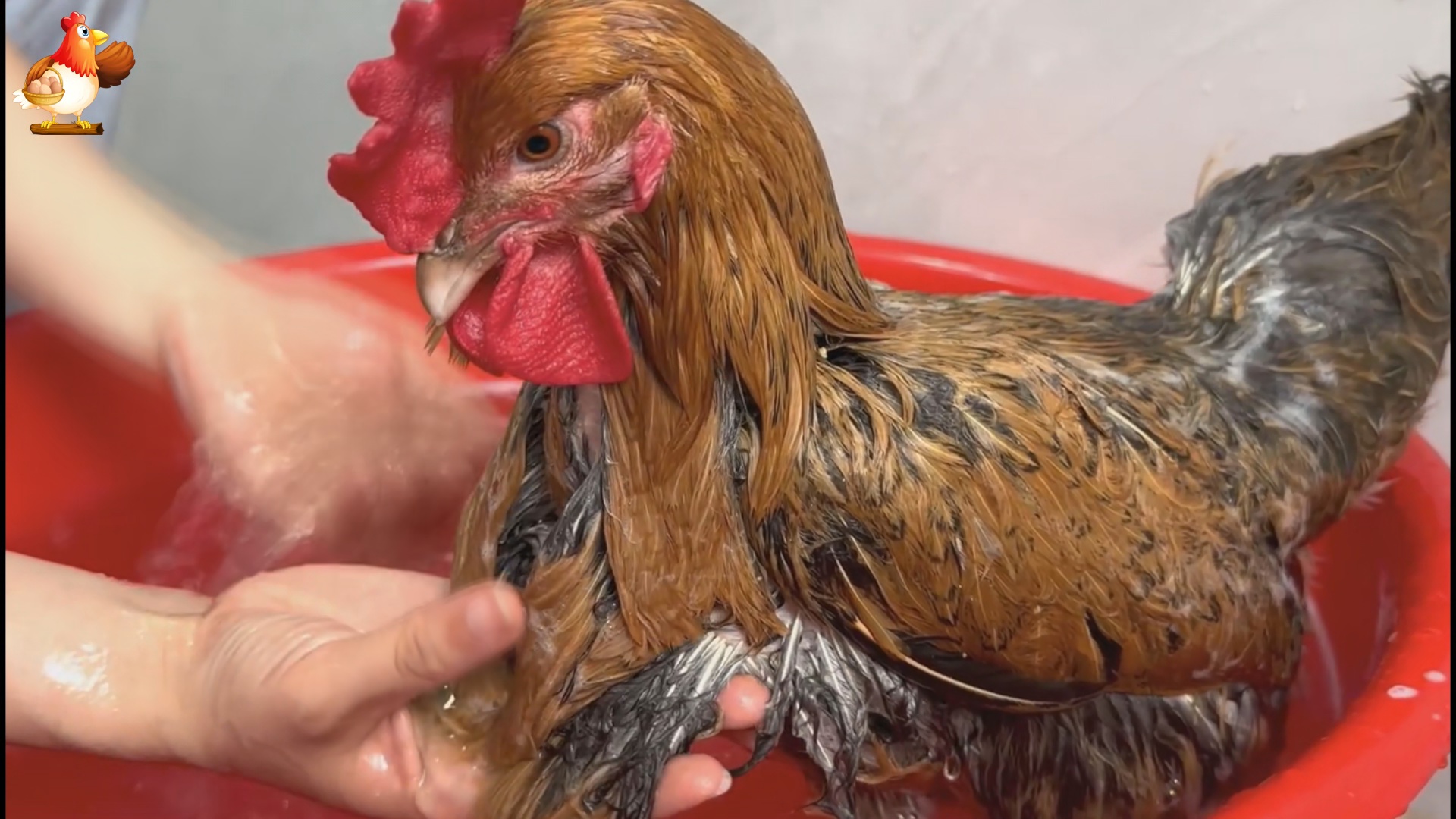 Гетерозиготную курицу с гребнем и голыми