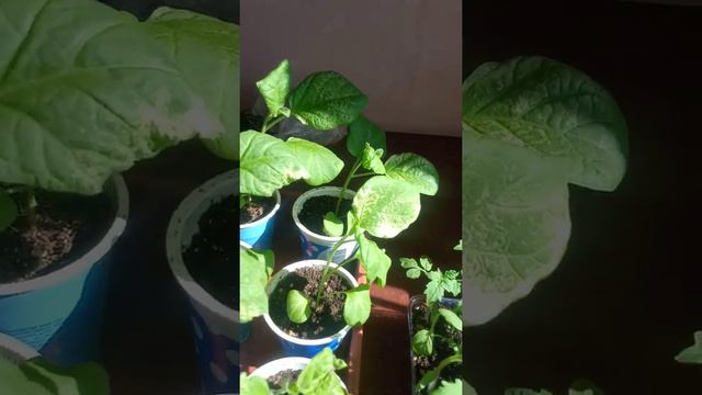 баклажаны рассада смотреть онлайн