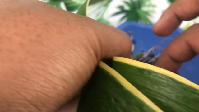 How to Anchor Rootless Phalaenopsis Orchids in Pots смотреть онлайн