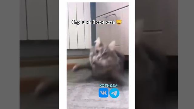 Страшный сон кота