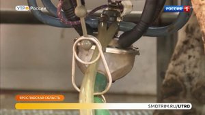 Бережливое производство в молочной отрасли. Утро России (Россия 1)