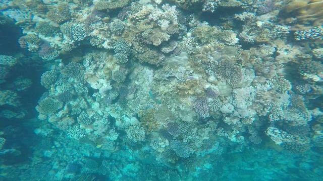 Невероятный коралловый риф отель Novotel Marsa Alam Египет. Морская рыба попугай. смотреть онлайн