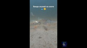 Банда окуней замучила мирную рыбу