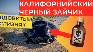 Калифорнийский чёрный зайчик: Жители океана боятся нападать на эту токсичную лепёшку