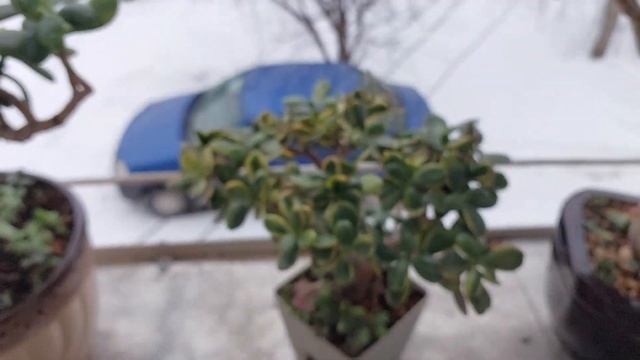 Крассула Овата. Как я ращу свои деревья.Когда выносить суккуленты на улицу.