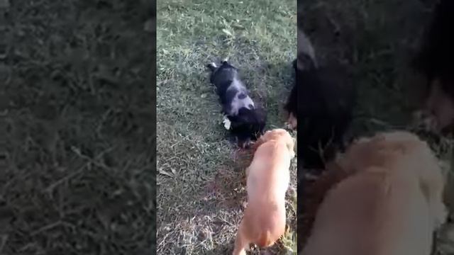 Шикарные воспитанные щенки английский кокер спаниель цена от 25-50 тыс руб продажа+79787402855 дост смотреть онлайн