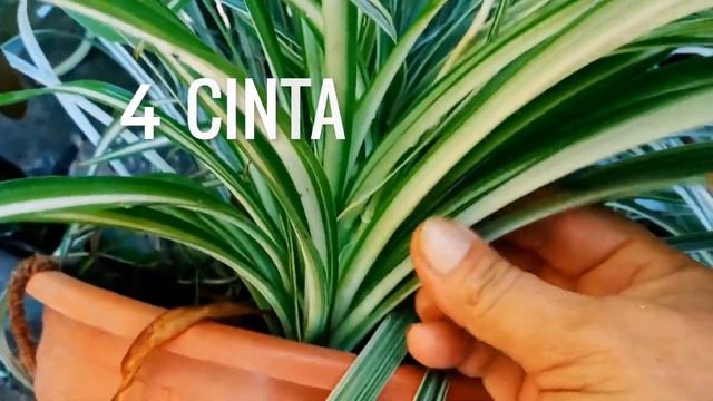 Las Mejores 6 Plantas Purificadoras De Aire Que la NASA Recomienda смотреть онлайн