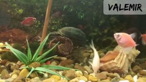 Мускусная черепаха, уход и содержание