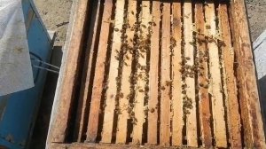 лечение пчёл в августе. самый главный месяц