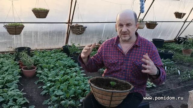 Выращиваем свои семена редиса от а до я в одном видео. Частное, домашнее семеноводство Дом Помидоро