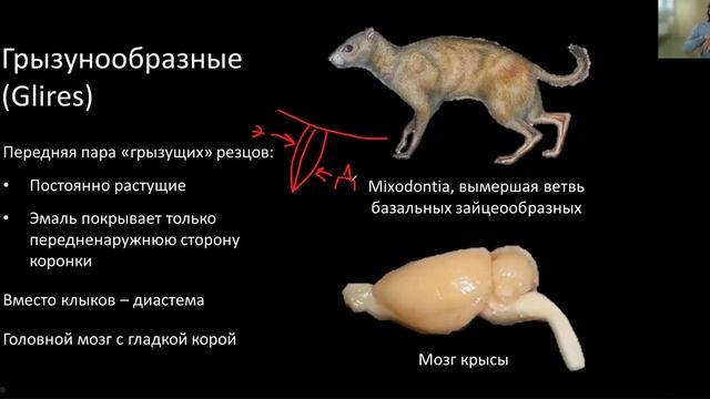Зоология.  Лекция 7.  Эуархонтоглировые